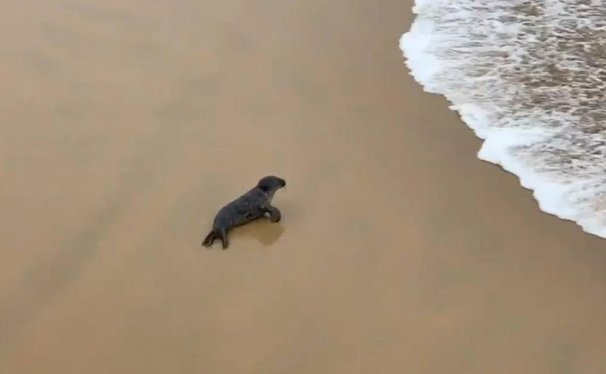 San Sebasti N Una Foca Ba Ista Sorpresa En La Playa De La Concha El